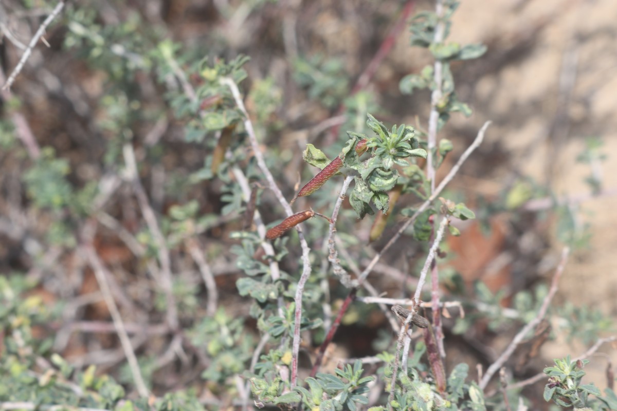 Indigofera aspalathoides Vahl ex DC.